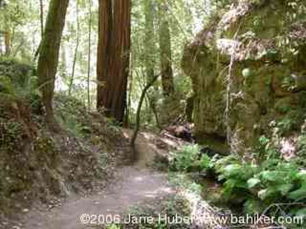 Berry Creek Falls Trail