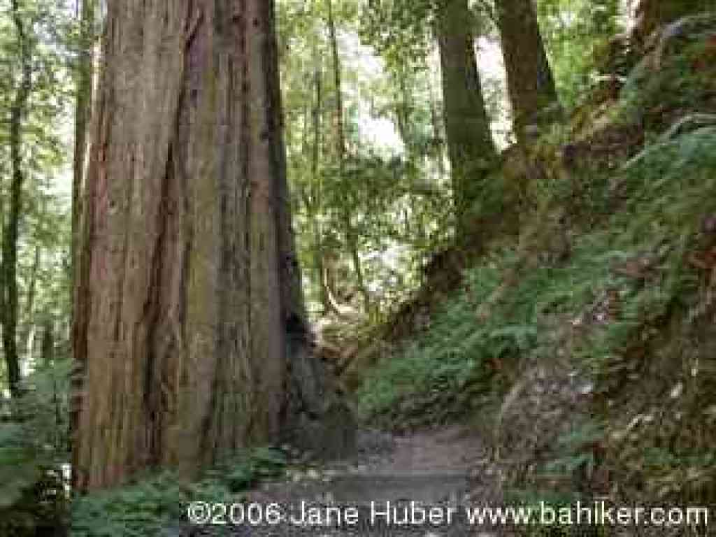 Skyline to the Sea Trail