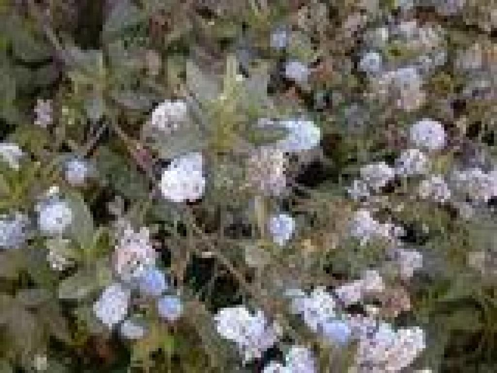 Ceanothus