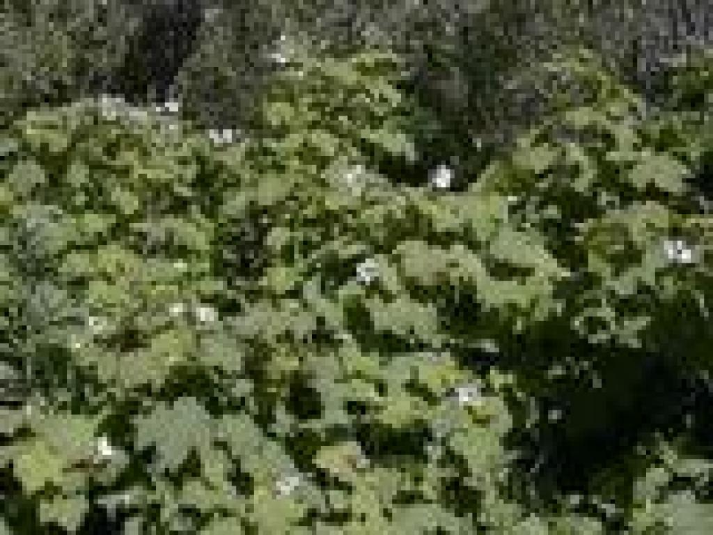 Thimbleberry