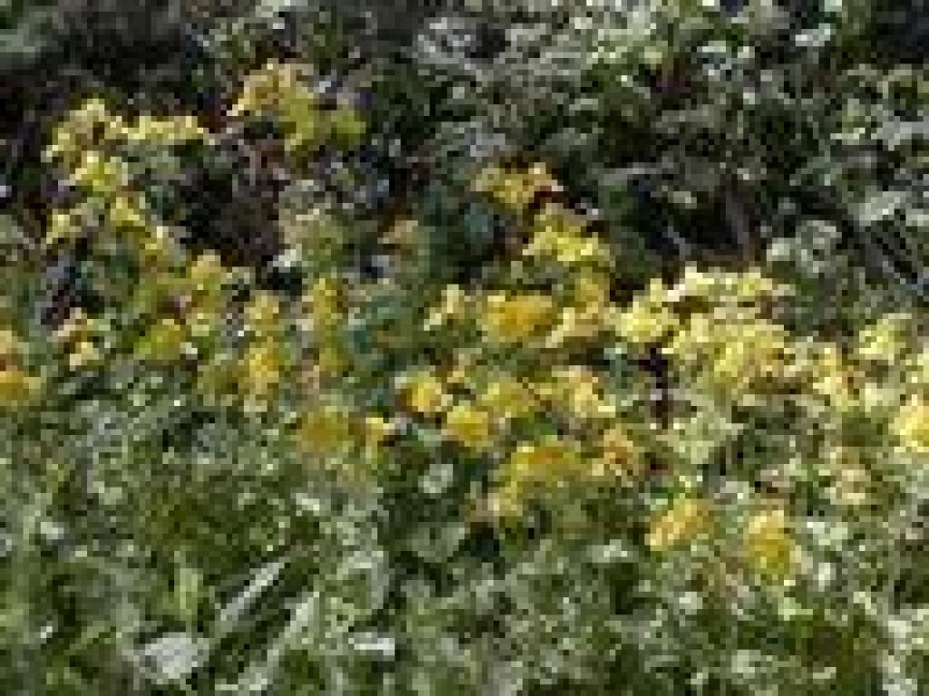 Seep monkeyflower