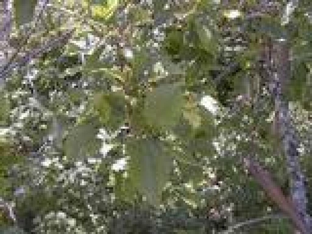 Alder
