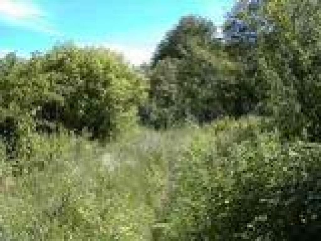 Overgrown path