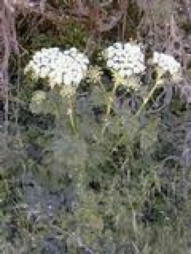 Cow parsnip