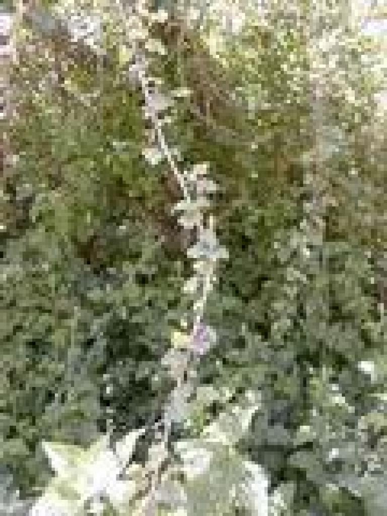 Currant