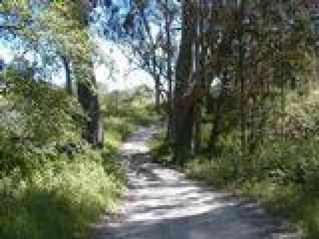 Under eucalyptus