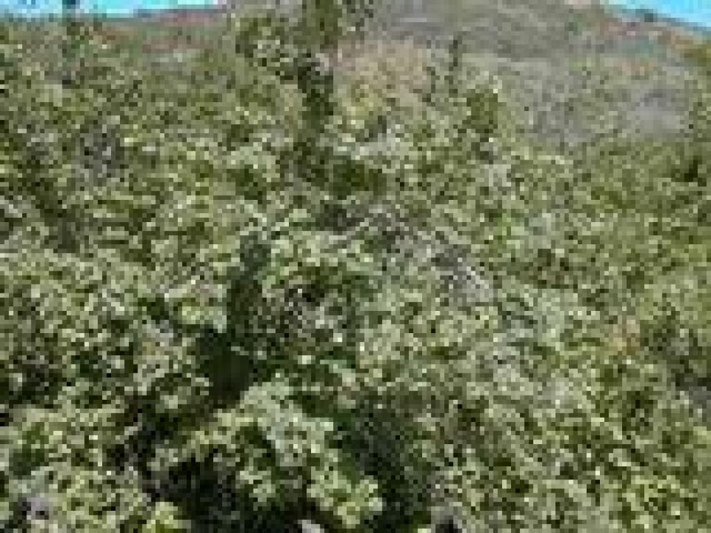 Poison oak