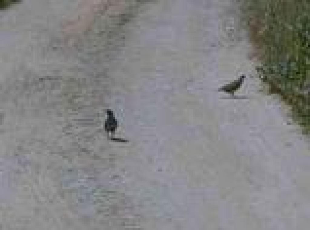 Quail