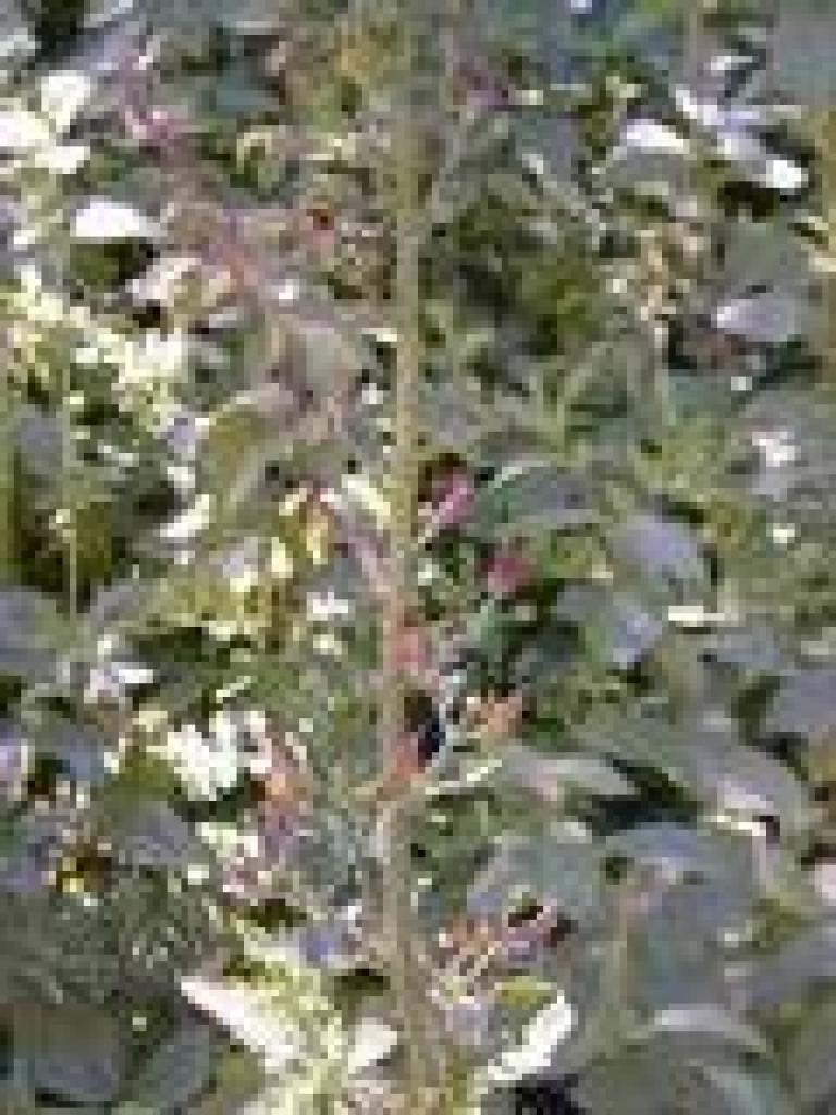 Beeplant