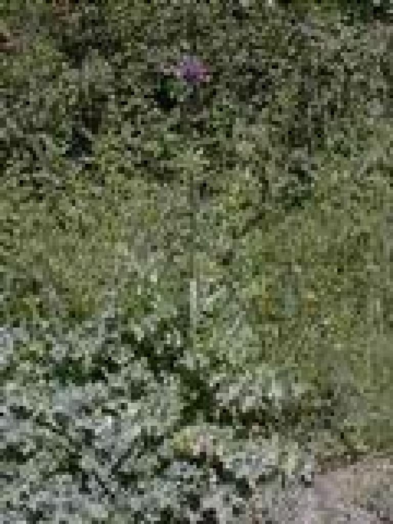 Thistle