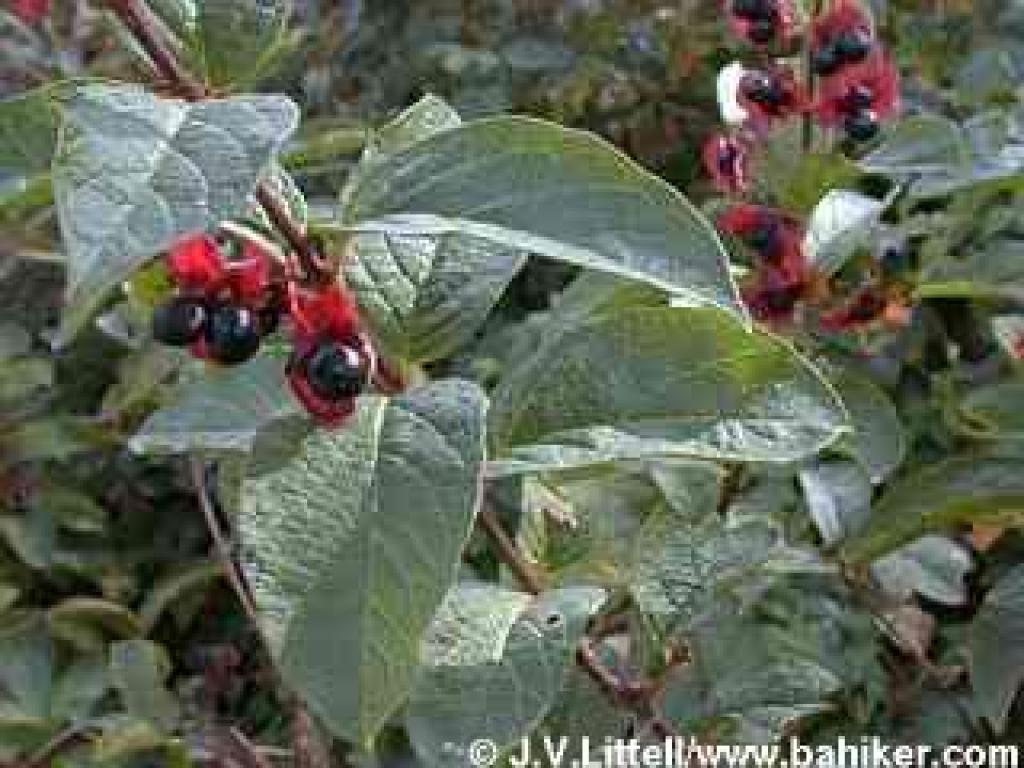 Twinberry photo