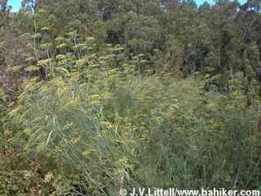 Fennel