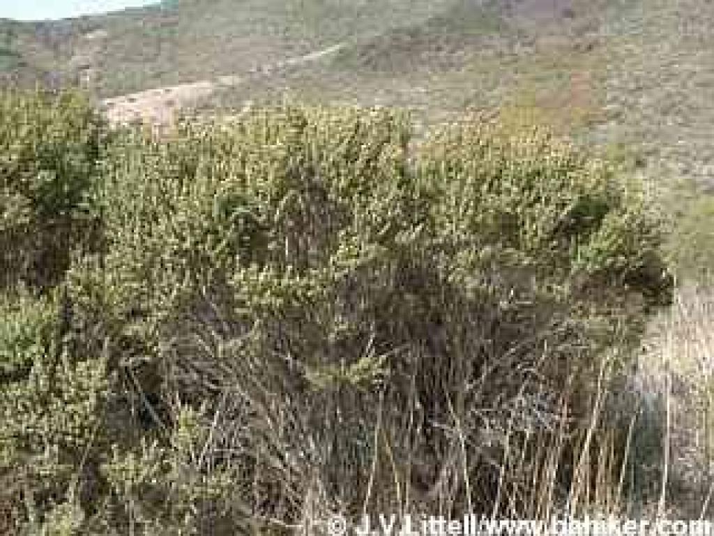 Coyote brush photo