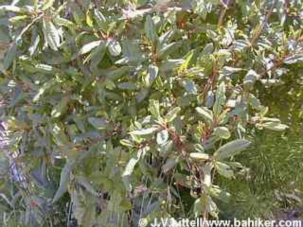 Coffeeberry in summer