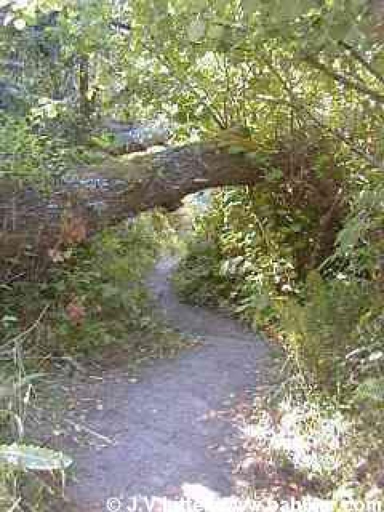 Ano Nuevo Trail