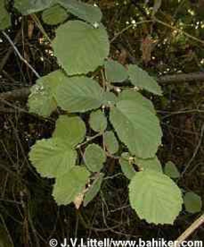 Hazelnut photo