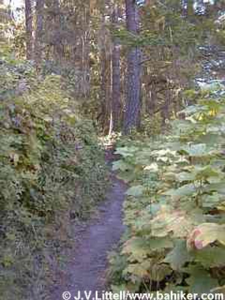 Ano Nuevo Trail