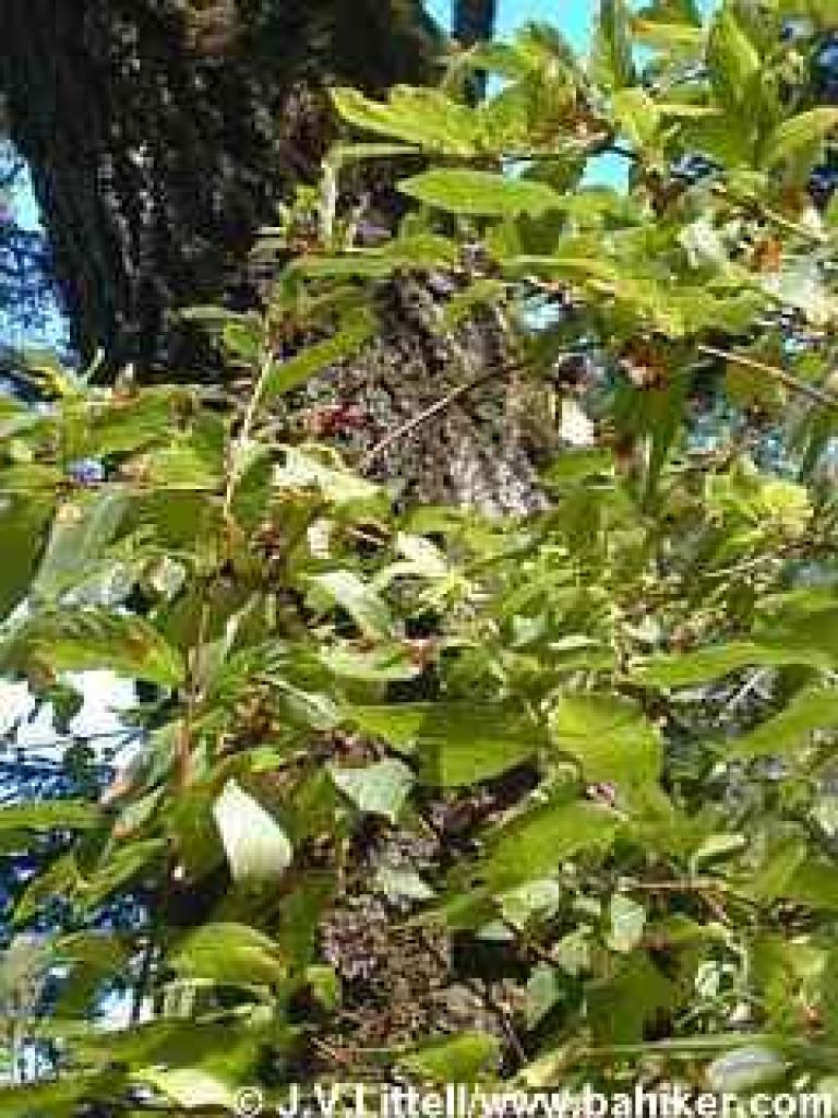 Twinberry photo