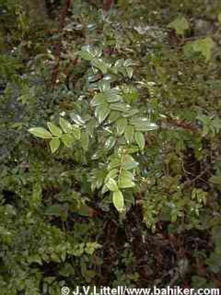 The glossy leaves of huckleberry