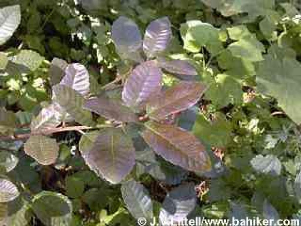 Tanoak photo
