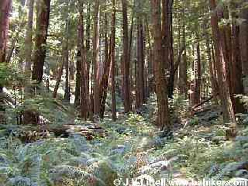 A redwood canyon