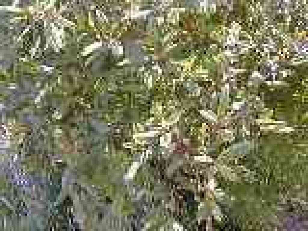 Coffeeberry
