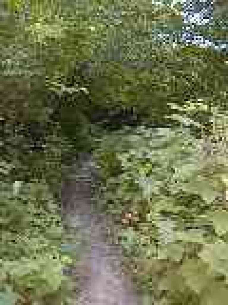Through thimbleberry