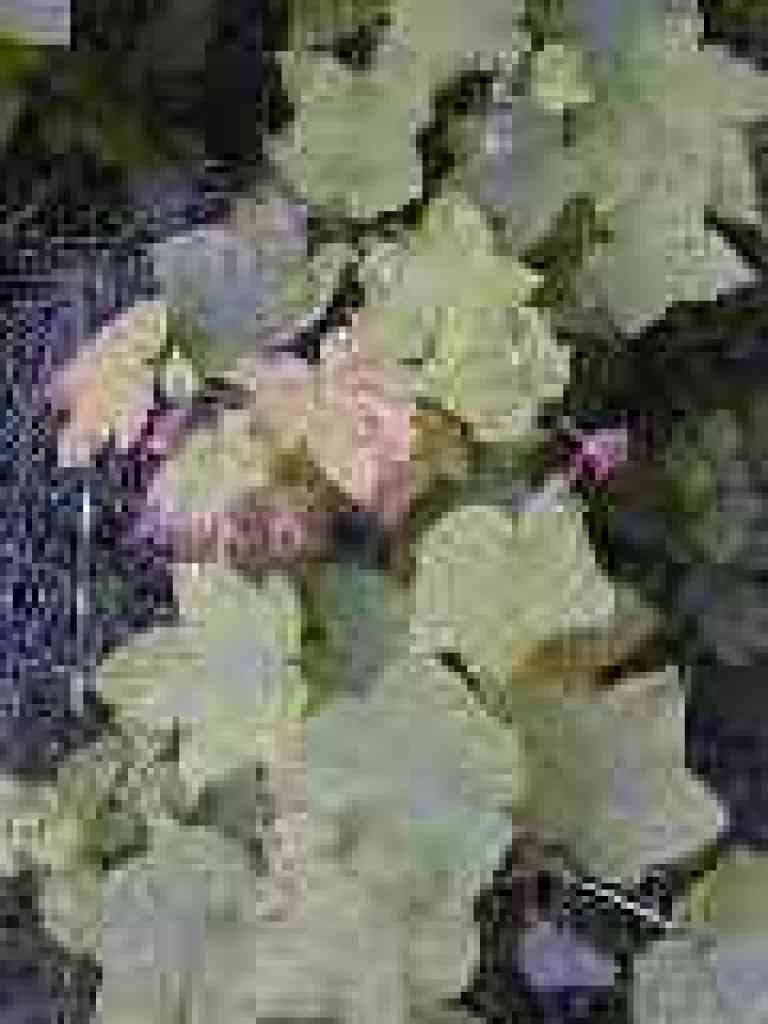 Thimbleberry