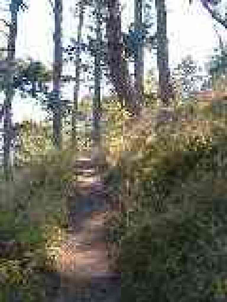 Up into the trees