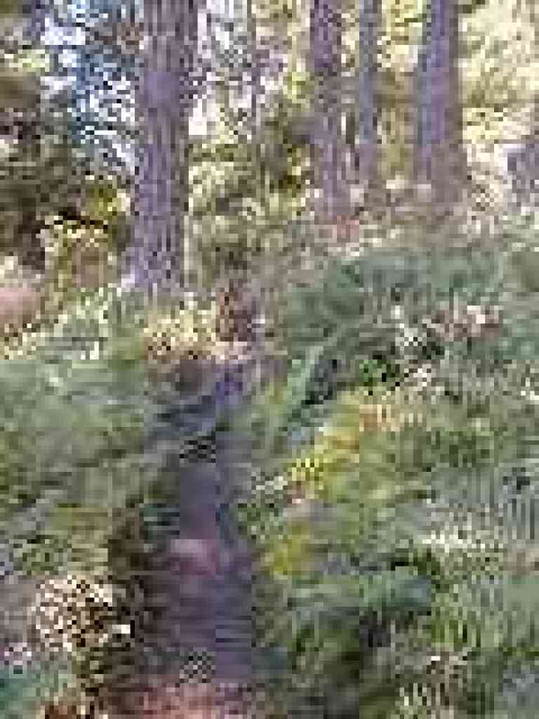Ano Nuevo Trail