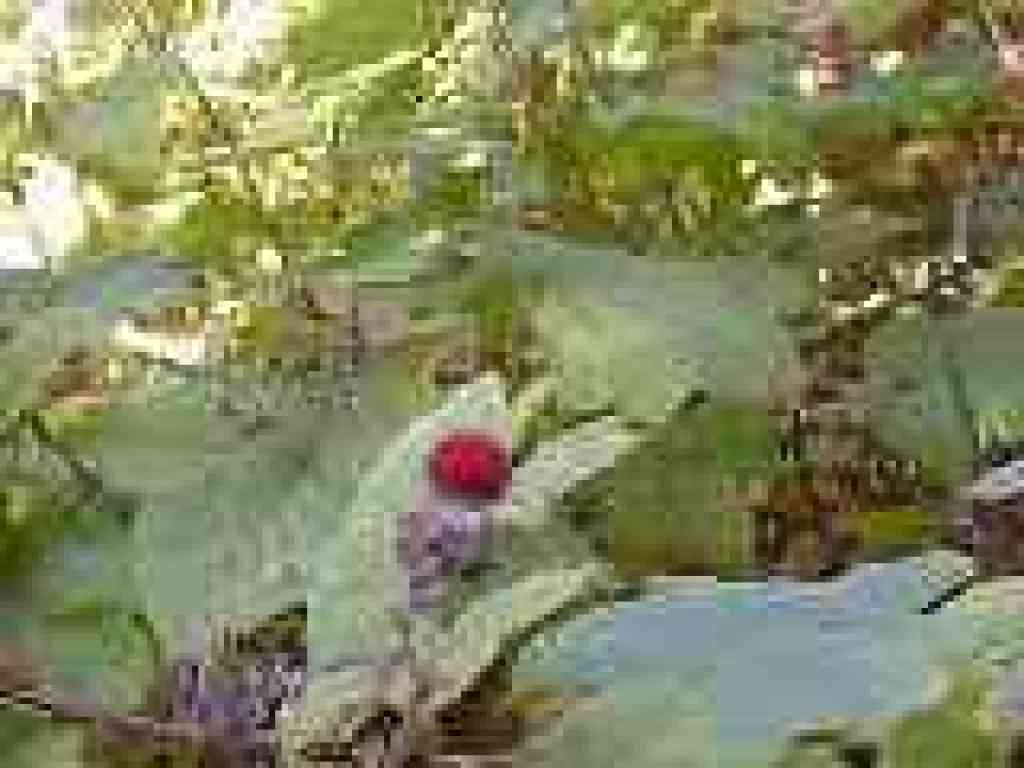 A ripe thimbleberry