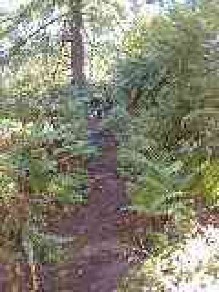Lots of ferns