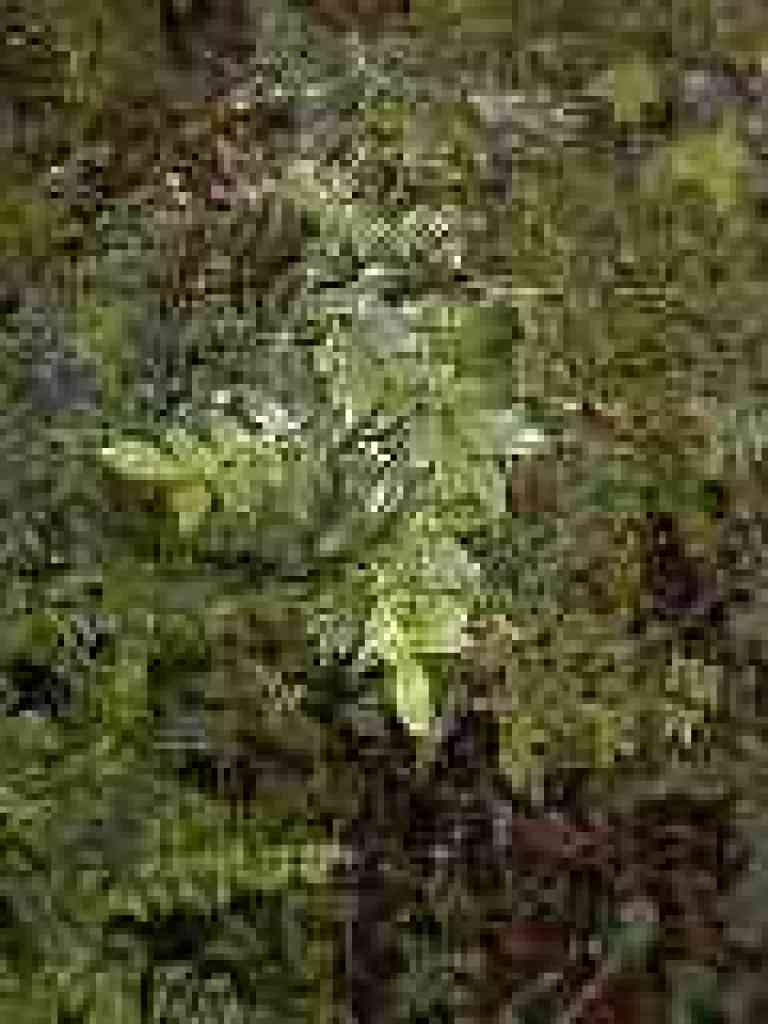 Huckleberry