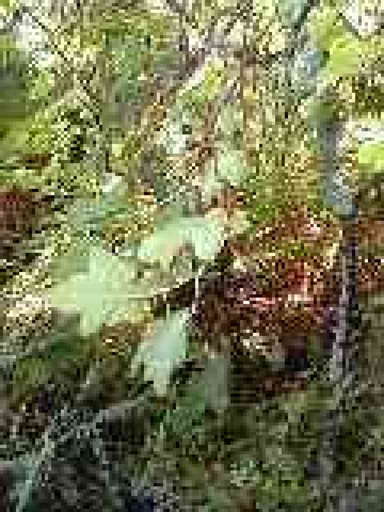 Baneberry