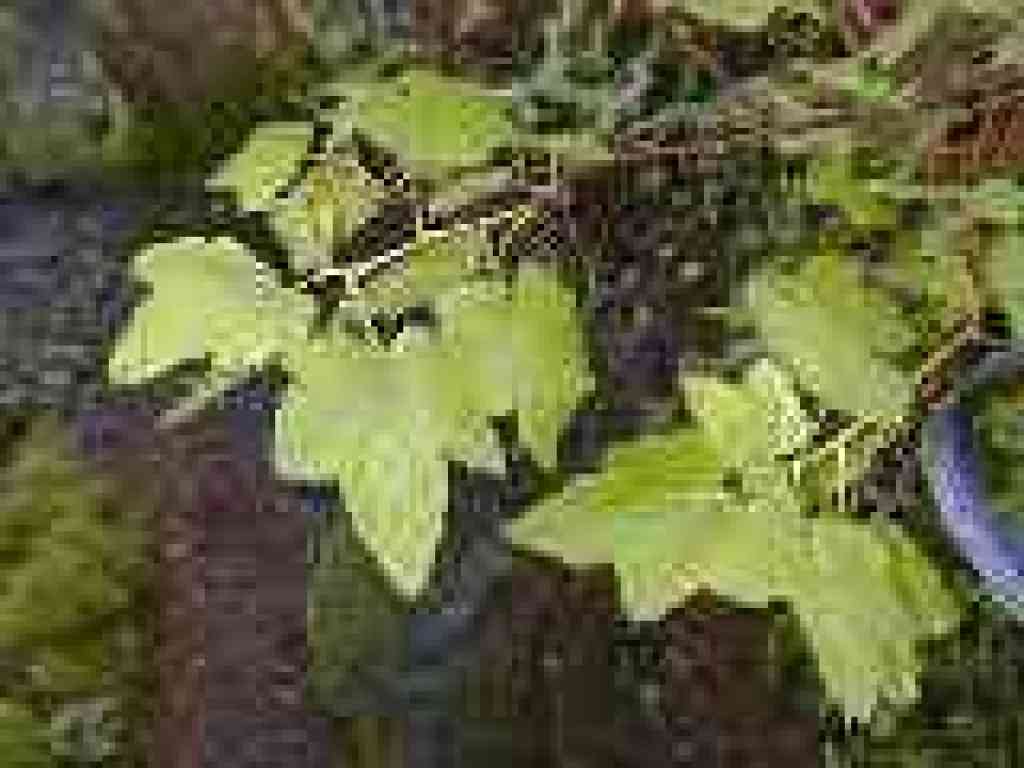 Baneberry