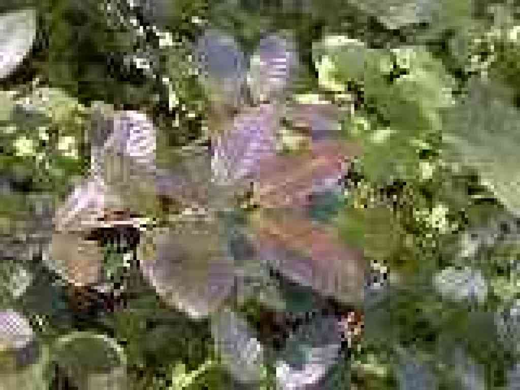 Tanoak