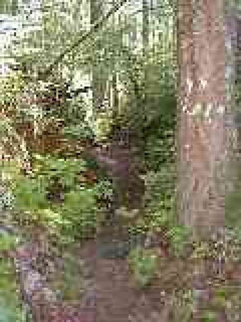 Fog drip keeps ground damp