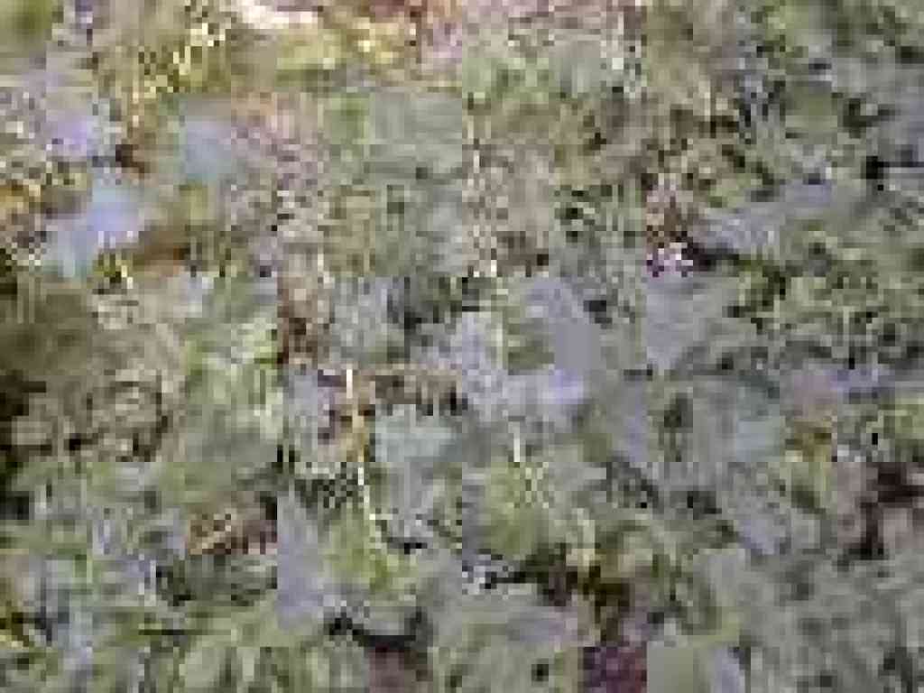 Gooseberry