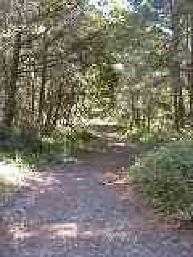 Olmo Fire Road