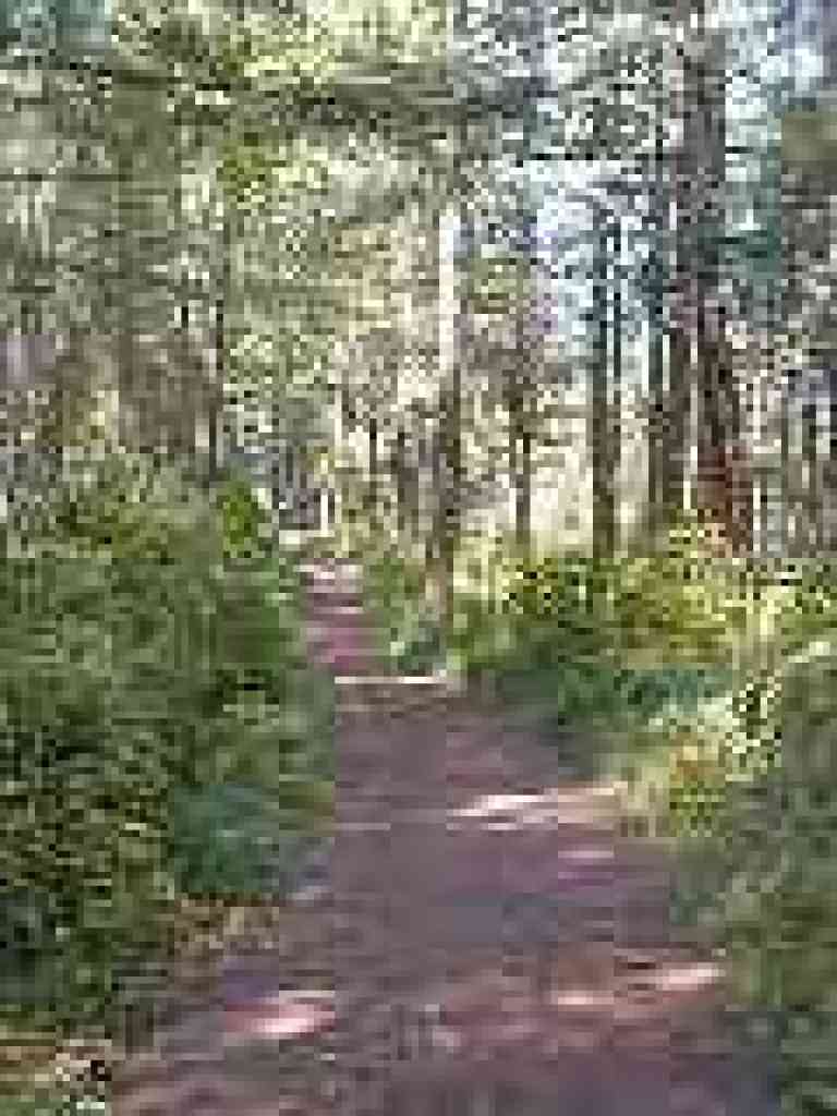 Under Douglas firs