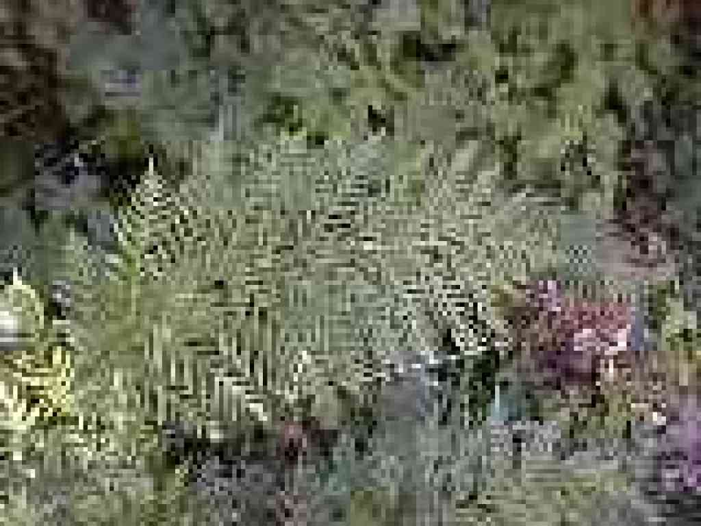 Giant chain fern