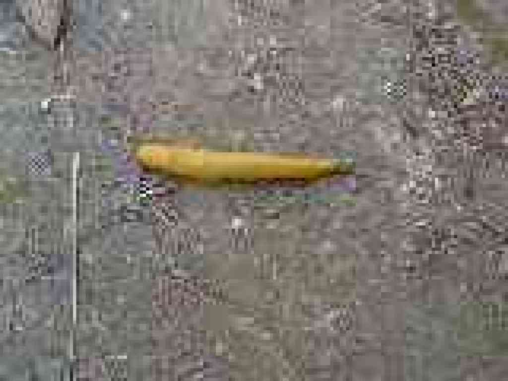 Banana slug