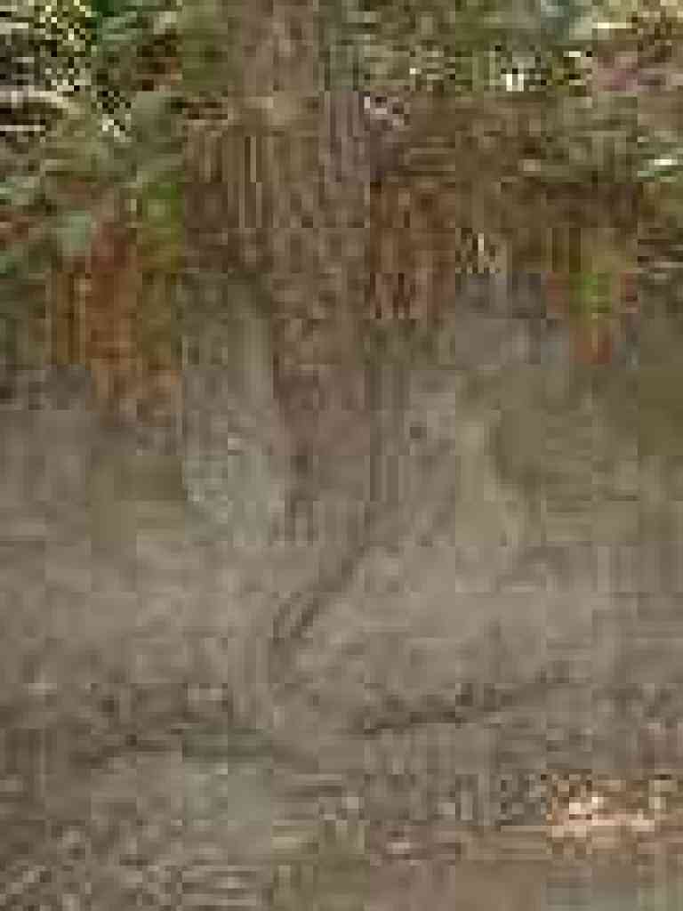 Redwood root