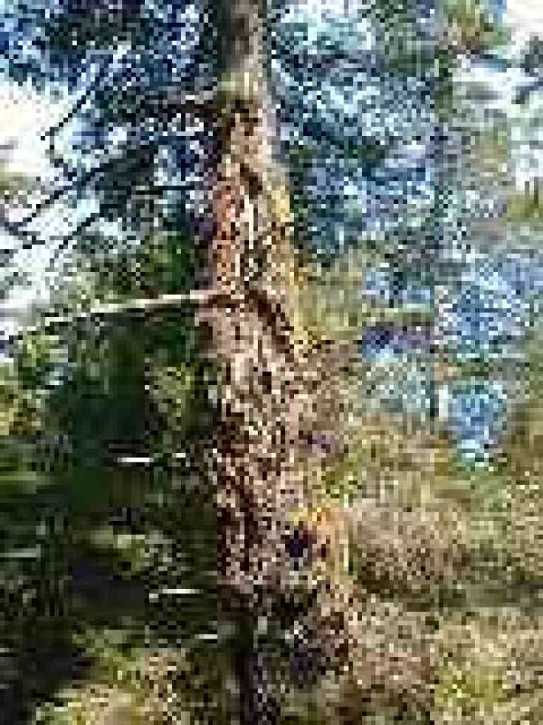 Douglas fir