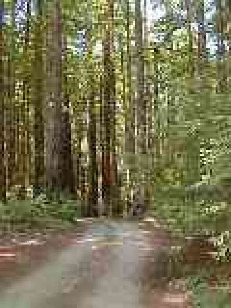 Into the redwoods