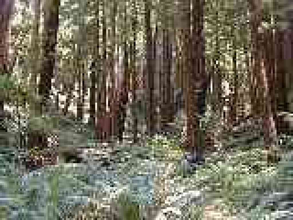 Redwood canyon