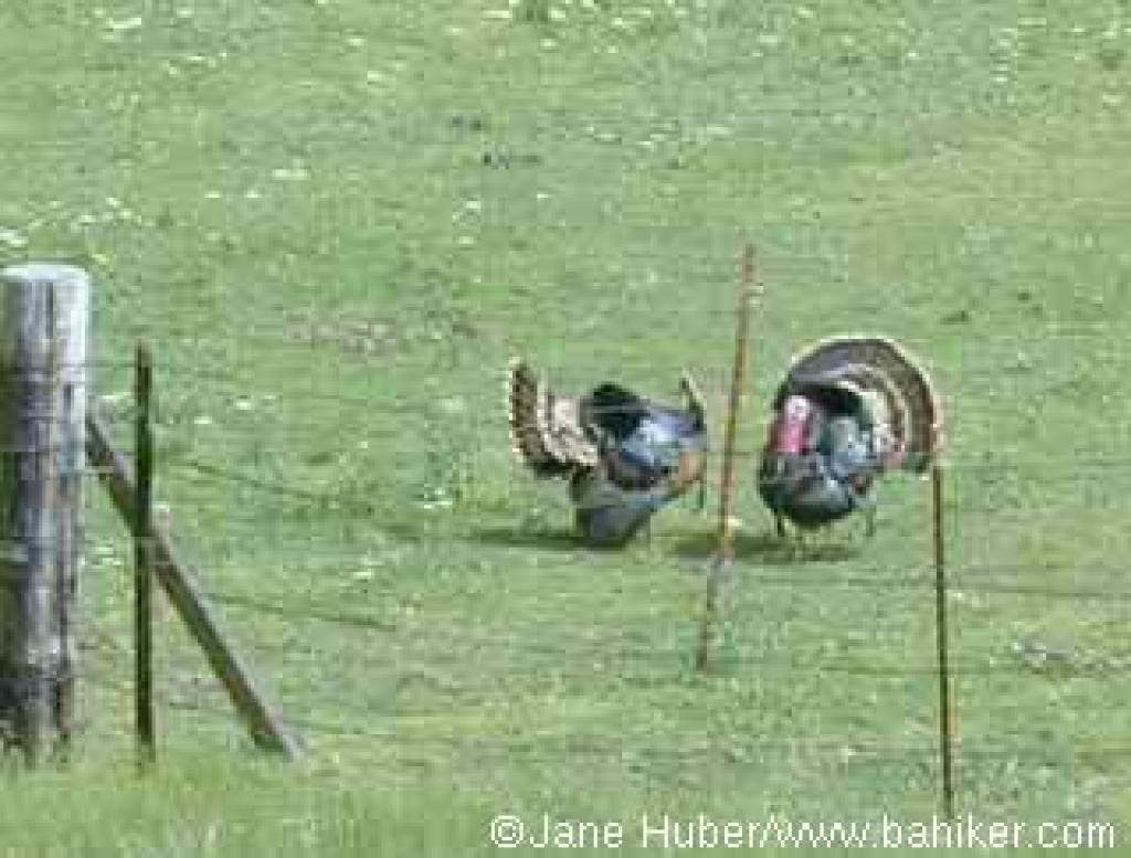 Turkeys
