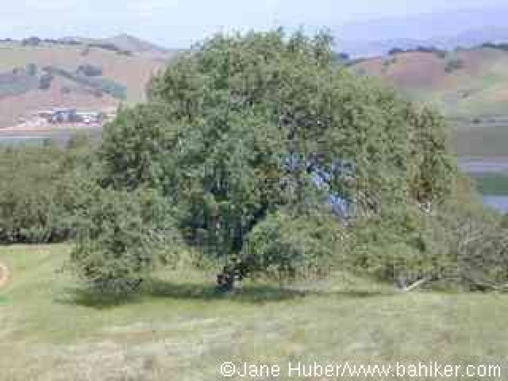 Blue oak
