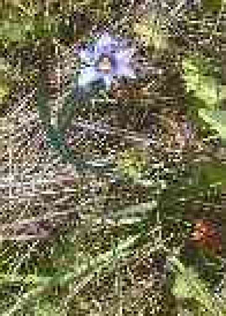 Blue-eyed grass