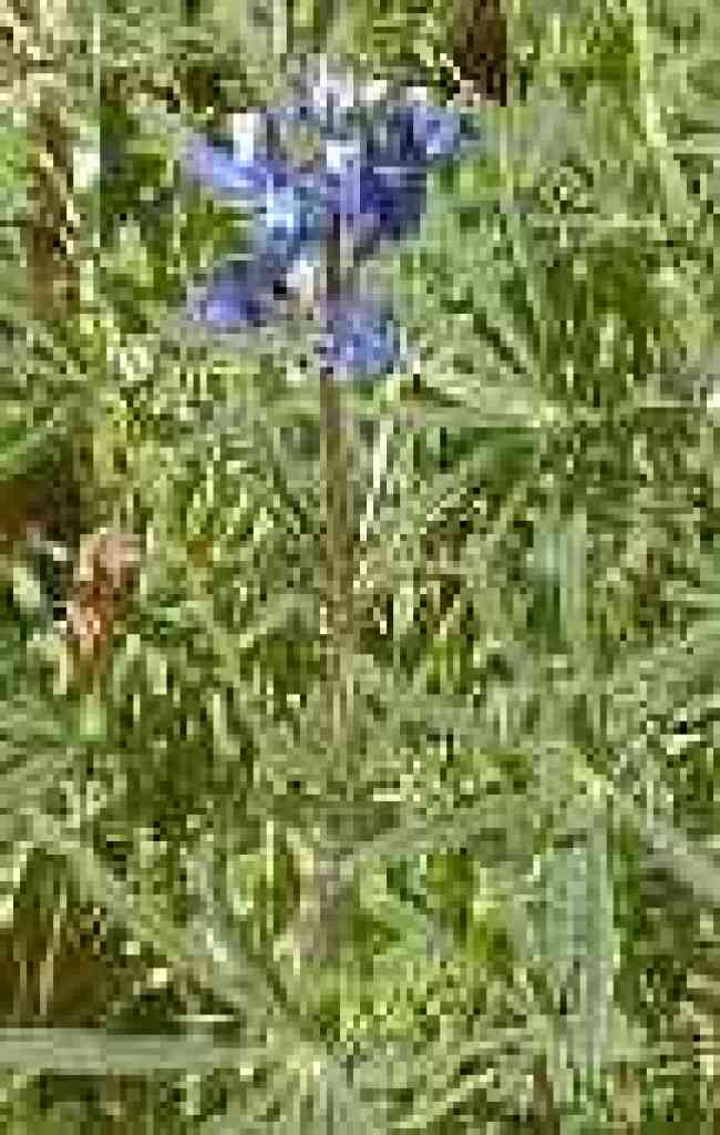 Tiny lupine